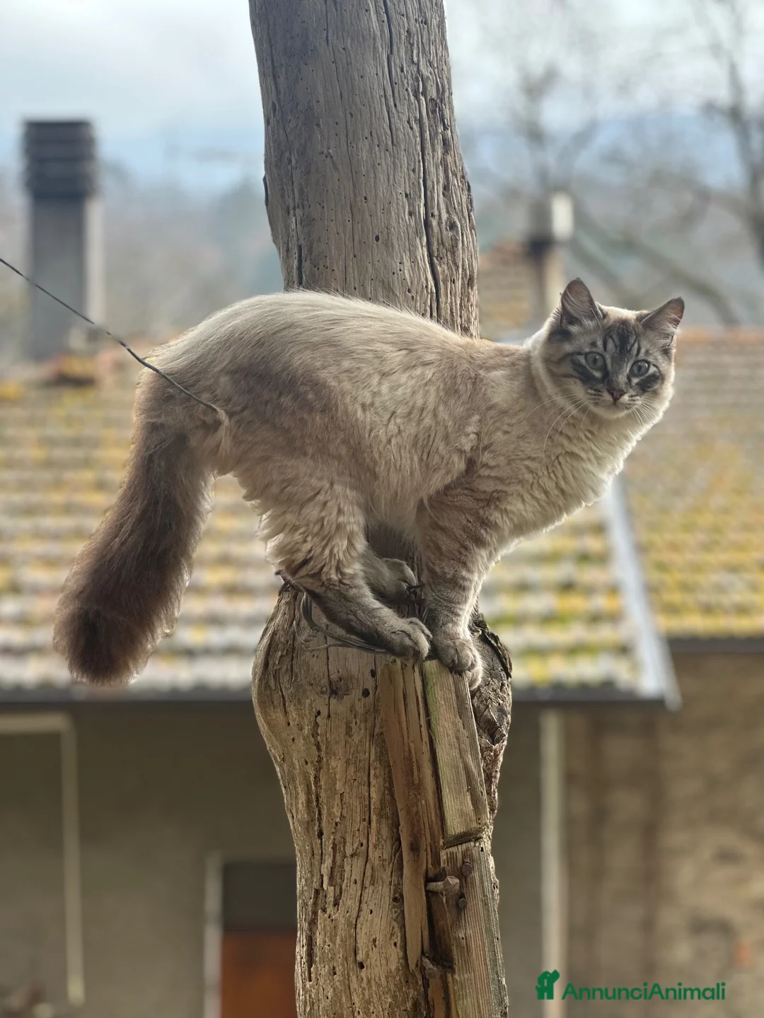 Siamese gatti in vendita: Gatto Siamese- cucciola Blue Tortie Point Tabby - Annuncio 2