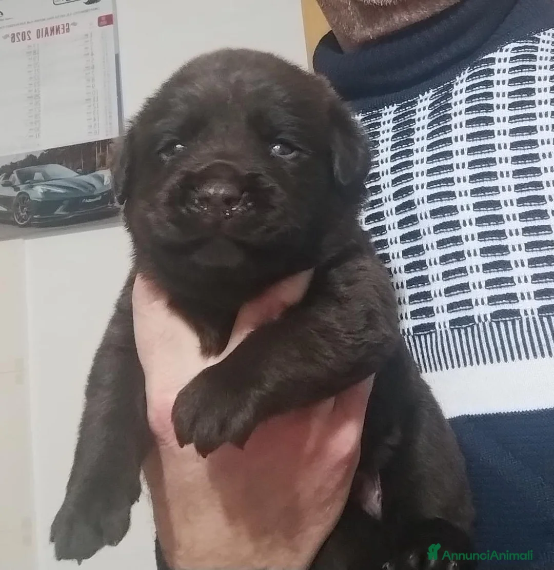 Labrador cani in vendita: LABRADOR - Annuncio 6