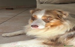 Australian Shepherd cani per accoppiamento: Fidanzata per Tito a Provincia di Lucca - Immagine 2