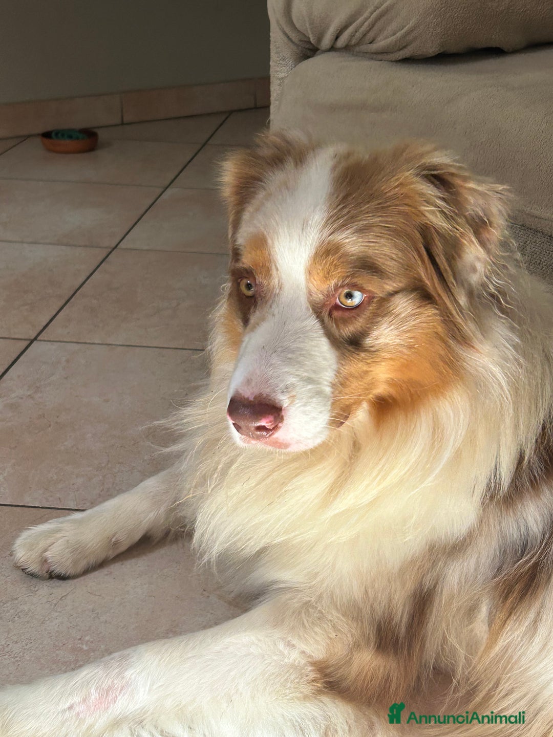 Australian Shepherd cani per accoppiamento: Fidanzata per Tito a Provincia di Lucca - Immagine 2