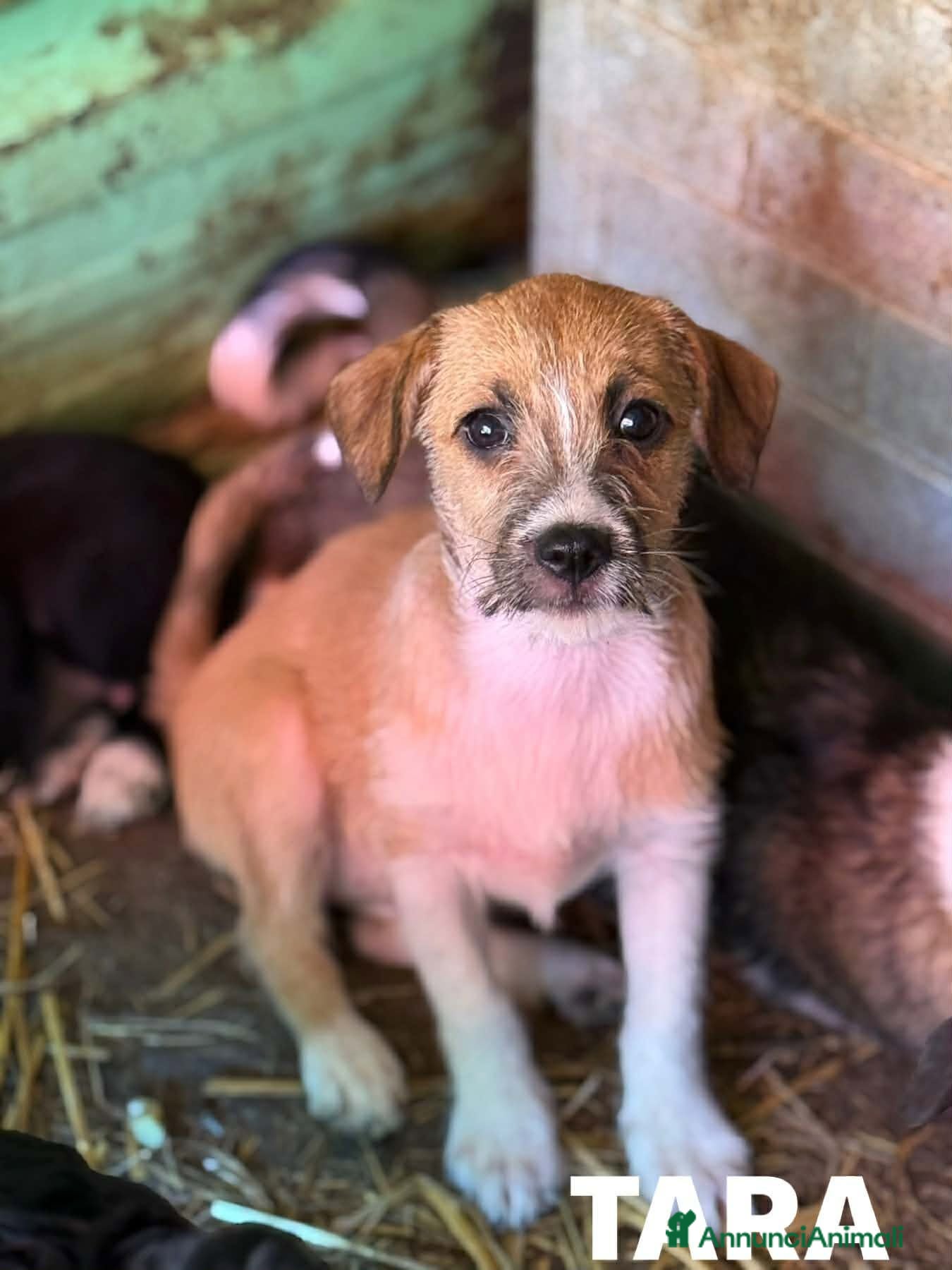 Meticcio cani TARA, nanetta super coccolona! TG PICCOLA - Annuncio 24