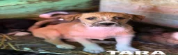 Meticcio cani in regalo: TARA, nanetta super coccolona! TG PICCOLA - Annuncio 1
