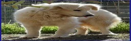 Meticcio cani in regalo: UFFA bellissima giovane a Provincia di Bergamo - Annuncio 2