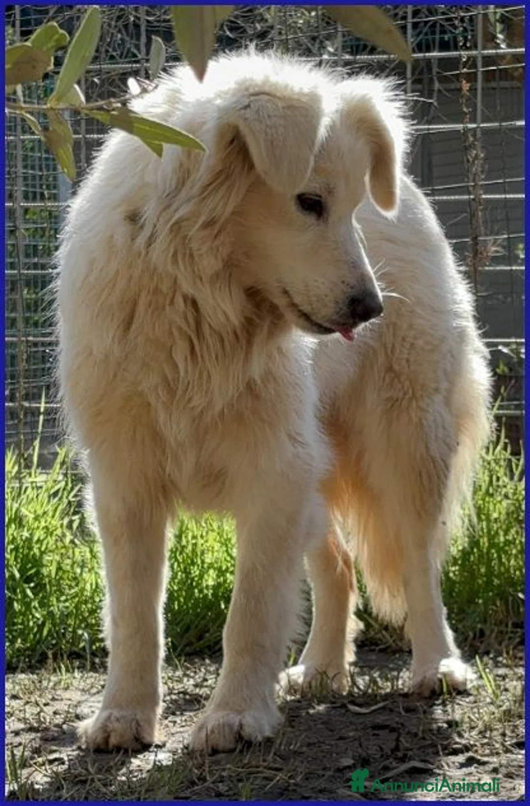 Meticcio cani in regalo: UFFA bellissima giovane a Provincia di Bergamo - Annuncio 2