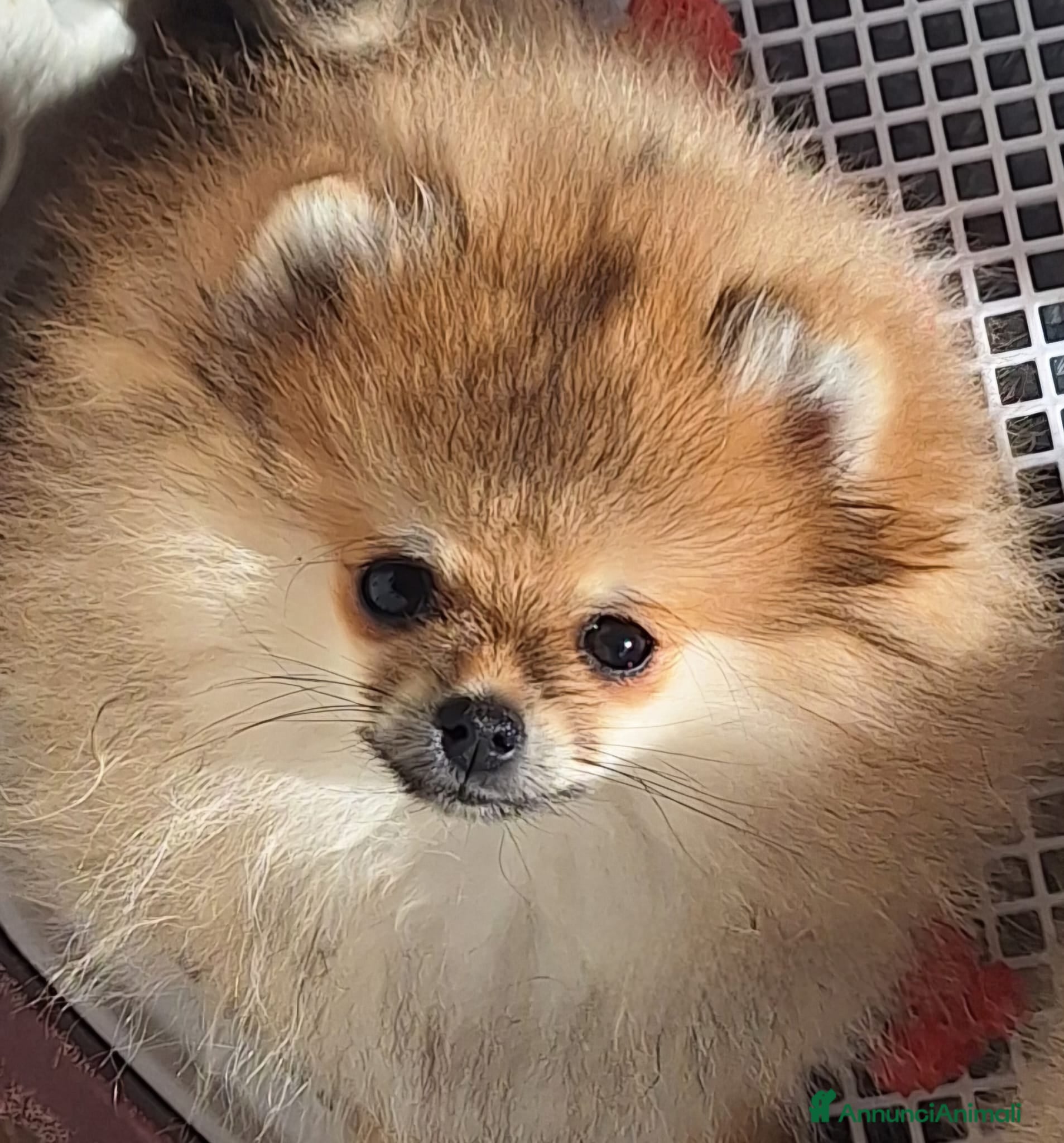 Volpino Pomerania cani Spitz tedesco nano - Annuncio 8