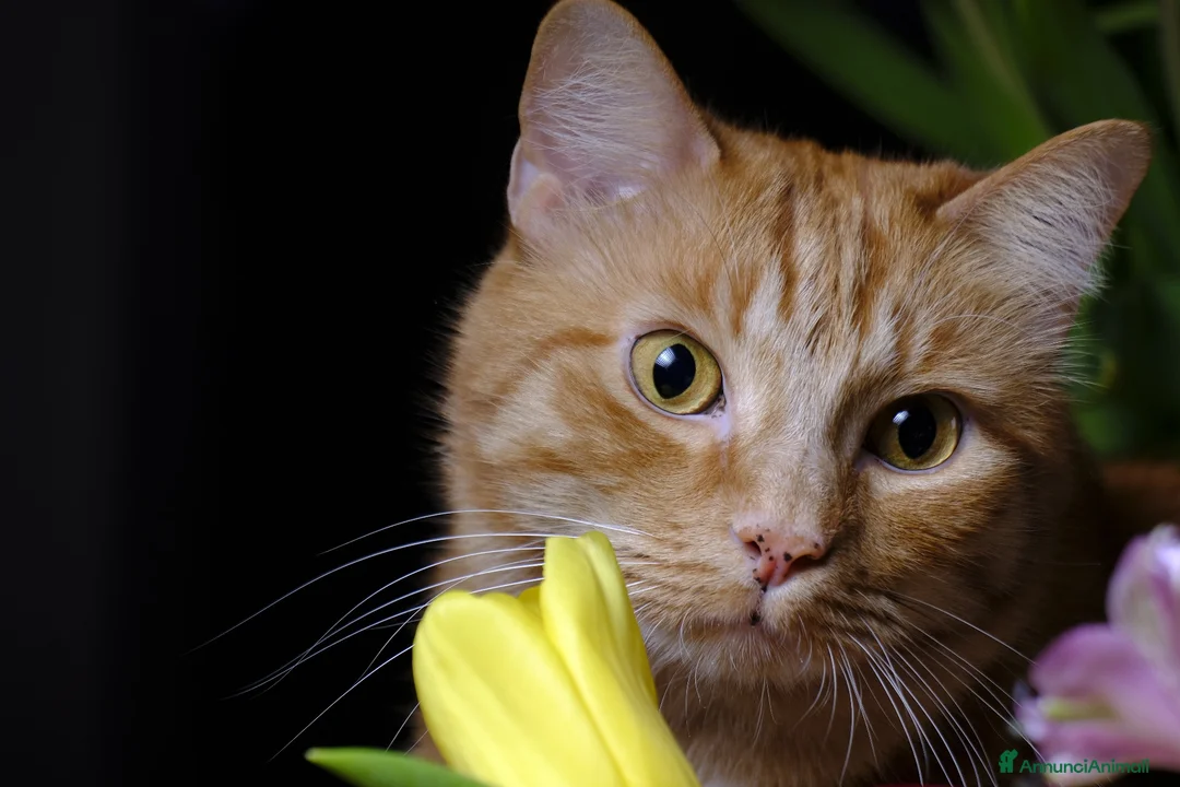 Europeo gatti in regalo: Due gattini in cerca di casa a Città metropolitana di Milano - Annuncio 2