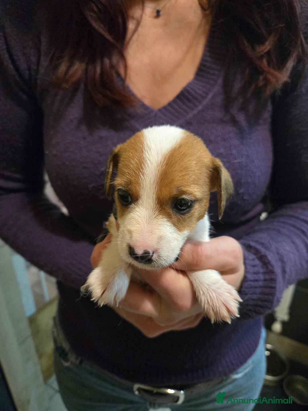 Jack Russell cani in vendita: Cuccioli Jack Russell Terrier - Annuncio 7
