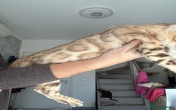 Bengala gatti in vendita: Cuccioli di Bengala  - Annuncio 4