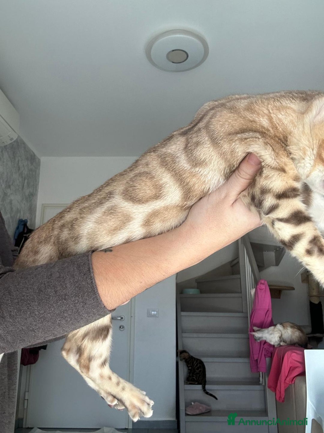 Bengala gatti in vendita: Cuccioli di Bengala  - Annuncio 4