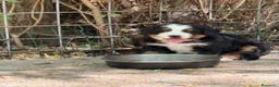 Bovaro del Bernese cani in vendita: Cucciole di Bovaro del Bernese - Annuncio 13