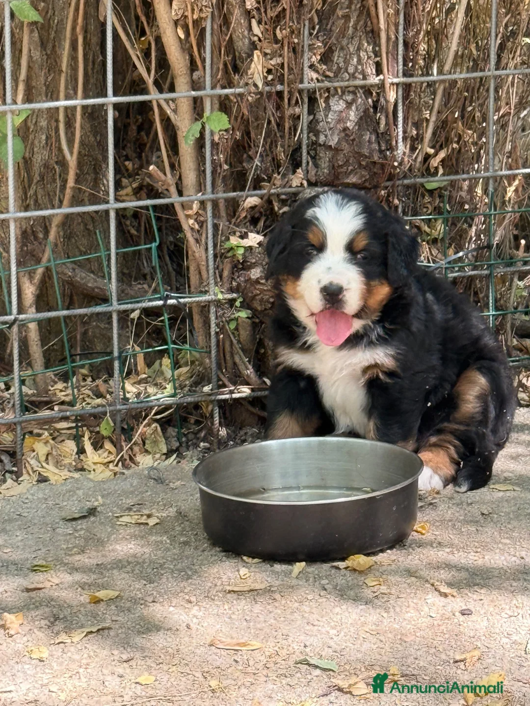 Bovaro del Bernese cani in vendita: Cucciole di Bovaro del Bernese - Annuncio 13