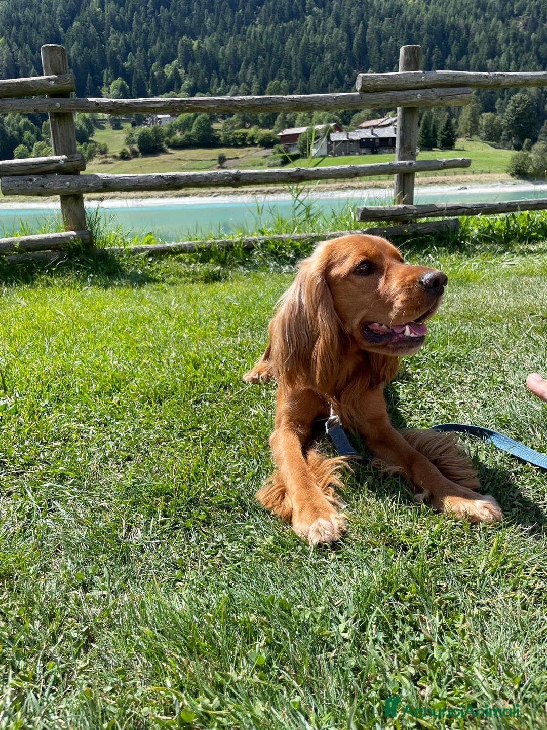 Cocker cani in vendita: Dolcissimi cuccioli di Cocker Spaniel Inglese - Annuncio 3