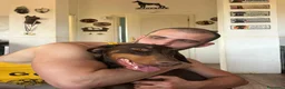 Dobermann cani in vendita: Dobermann maschio marrone fiammato a Provincia di Lecco - Annuncio 16