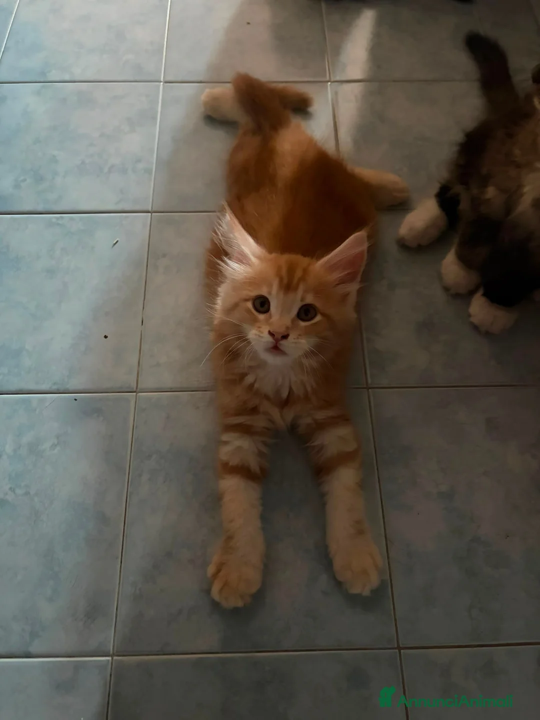 Maine Coon gatti in vendita: Splendido cucciolo di maine coon  - Annuncio 4