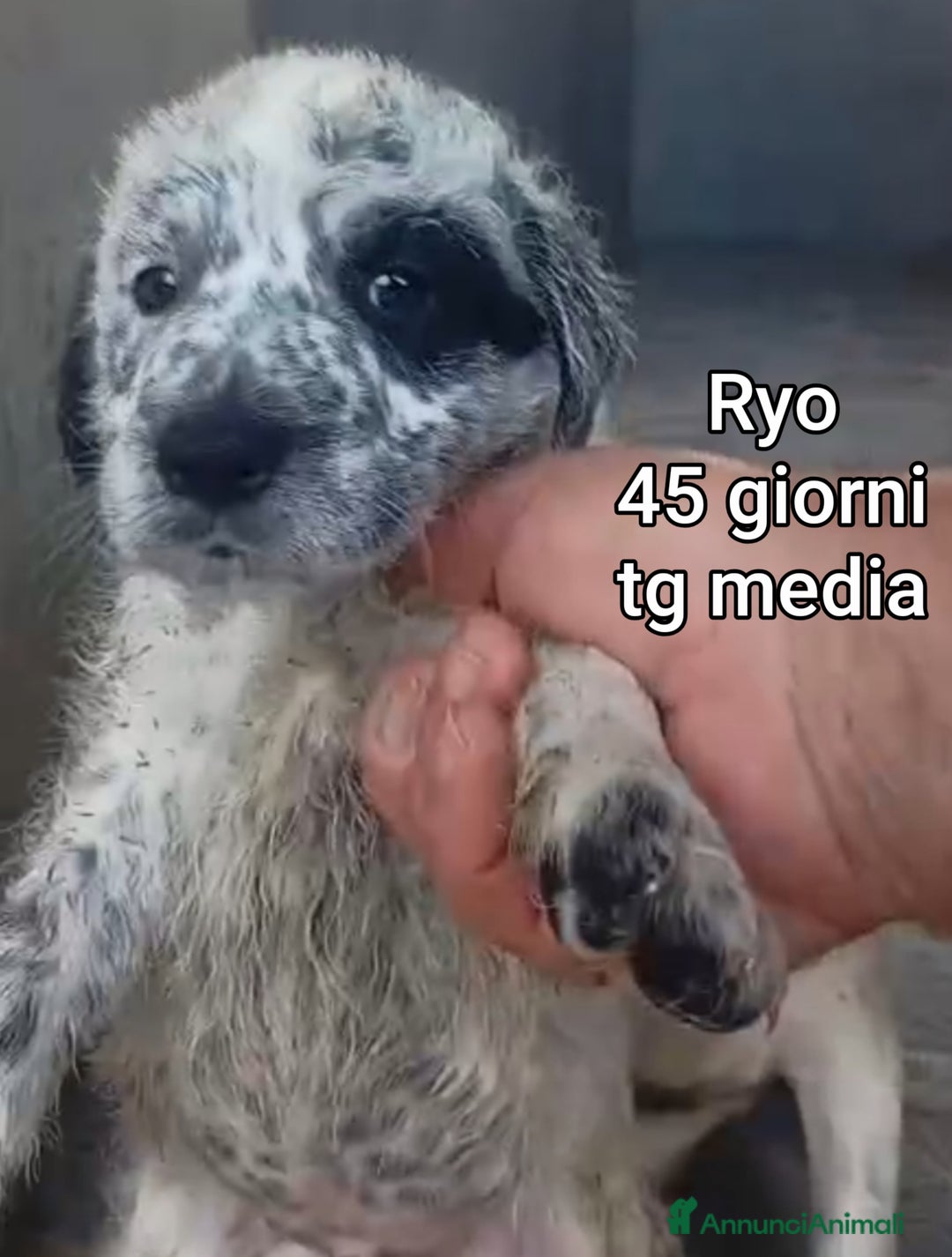 Meticcio cani in regalo: CUCCIOLI ABBANDONATI: URGENTE  - Annuncio 6