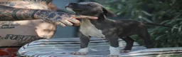 Pitbull cani in vendita: Cuccioli di Pit Bull Blue Nose anche a rate - Annuncio 6