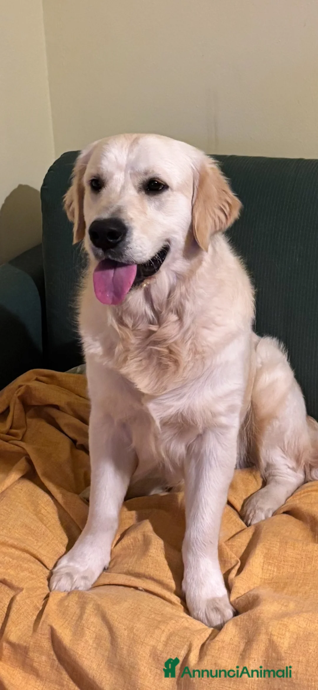 Golden Retriever cani per accoppiamento: Golden retriver maschio linea inglese  a Libero consorzio comunale di Siracusa - Annuncio 2