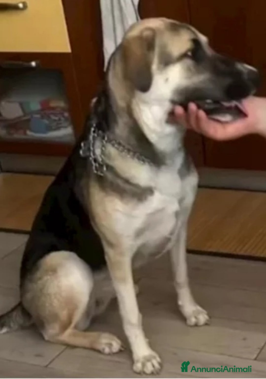 Meticcio cani in regalo: Pastorina 1anno A BREVE IN CANILE! SOS VENEZIA - Annuncio 2