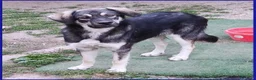 Meticcio cani in regalo: ZANZARA CUCCIOLOTTA 6-7 MESI VUOLE SOLO UNA MAMMA - Annuncio 2