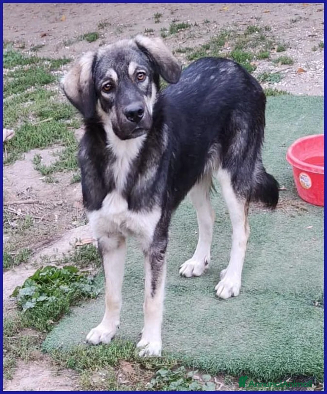 Meticcio cani in regalo: ZANZARA CUCCIOLOTTA 6-7 MESI VUOLE SOLO UNA MAMMA - Annuncio 2