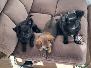 Chihuahua cani Cuccioli chihuahua pelo lungo - Annuncio 5