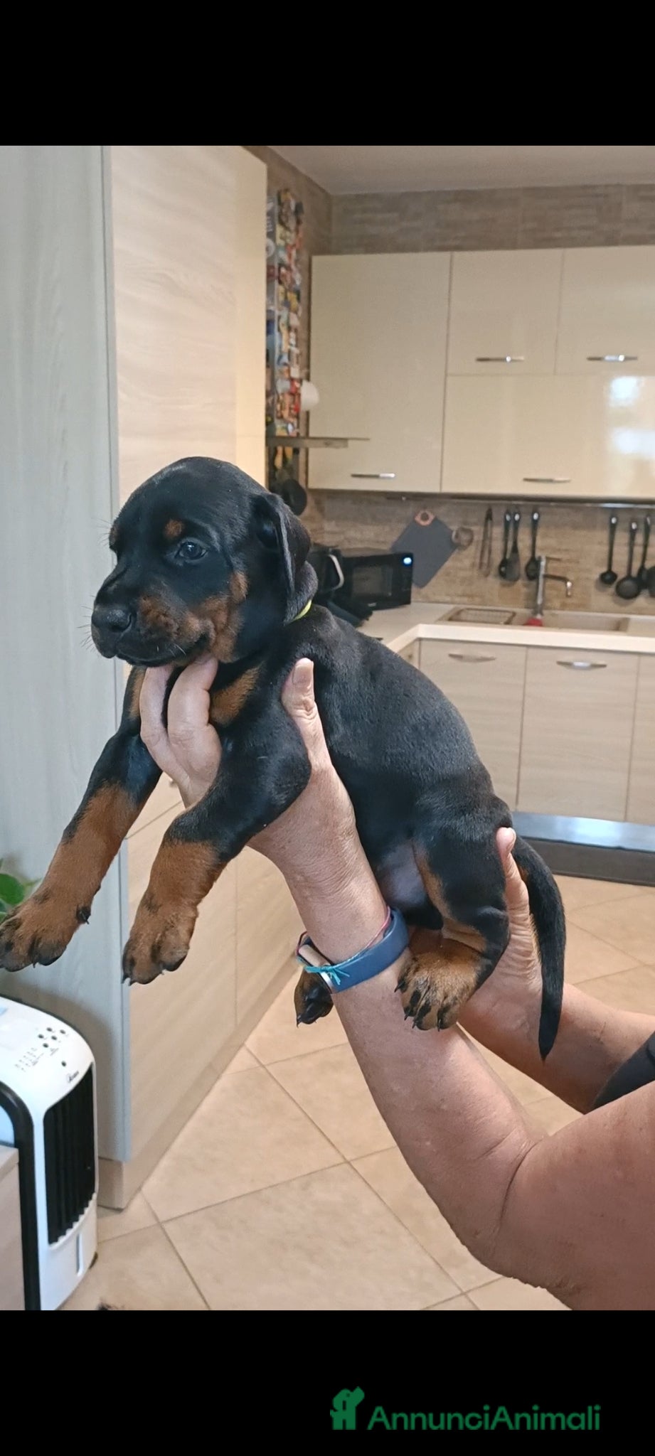 Dobermann cani Cucciolata dobermann  ottimo pedigree  - Annuncio 15