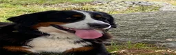 Bovaro del Bernese cani in vendita: Vendo splendidi cuccioli Bovaro del Bernese - Annuncio 2