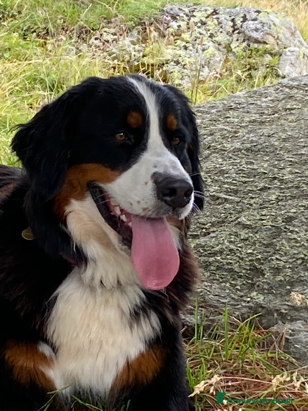 Bovaro del Bernese cani in vendita: Vendo splendidi cuccioli Bovaro del Bernese - Annuncio 2