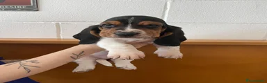 Bassethound Cucciolo 1
