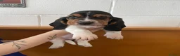 Bassethound cani in vendita: Cucciolata Bassethound  a Città metropolitana di Milano - Annuncio 21
