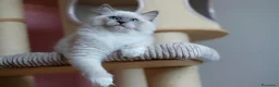 Ragdoll gatti in vendita: Splendidi cuccioli di ragdoll - Annuncio 6