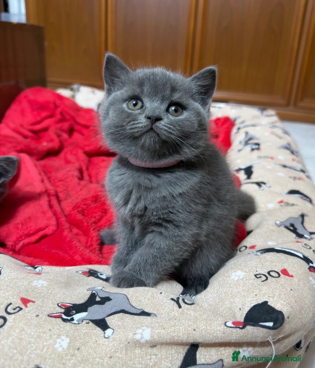 British gatti in vendita: British Shorthair blu - Annuncio 1