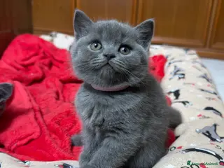 British gatti British Shorthair blu - Annuncio 9
