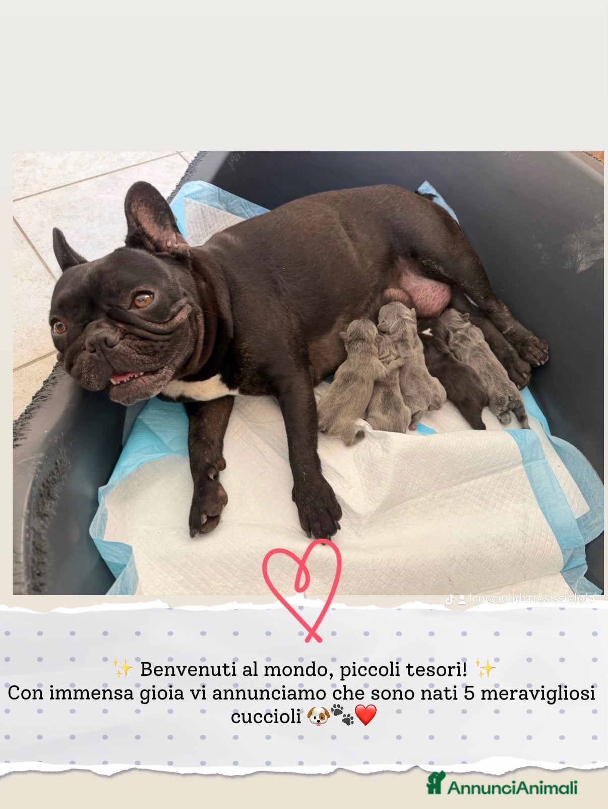 Bulldog Francese cani Cuccioli bulldog francese  - Annuncio 28