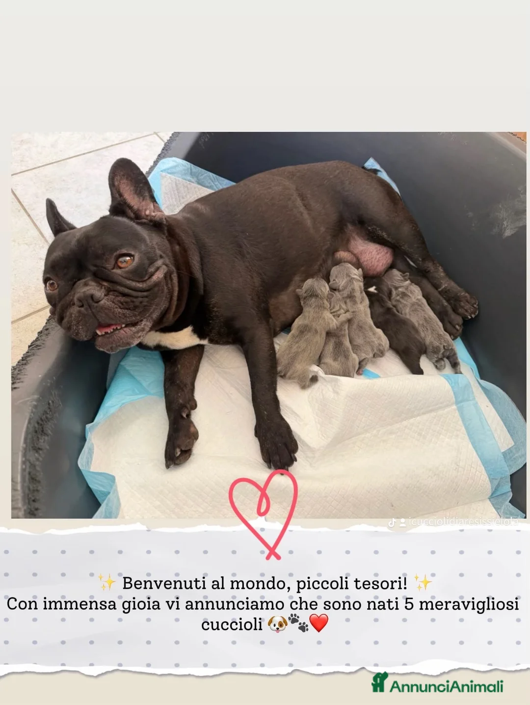 Bulldog Francese cani in vendita: Cuccioli bulldog francese  a Provincia di Varese - Annuncio 1
