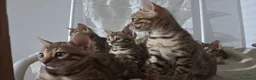 Bengala gatti in vendita: Bengala cuccioli a Provincia di Treviso - Annuncio 3