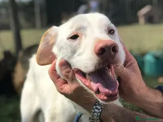 Meticcio cani BLANKO a Provincia di Latina - Annuncio 21