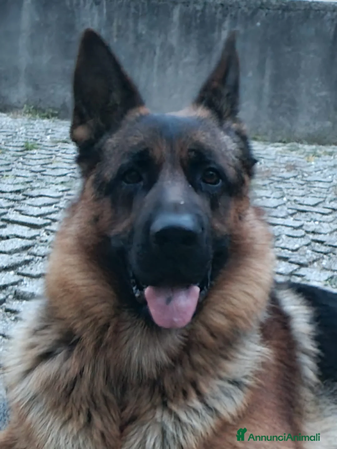 Pastore Tedesco cani in vendita: Pastore tedesco a pelo corto  - Annuncio 5