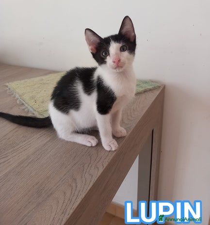 Europeo gatti LUPIN, dolce micino da adottare! - Annuncio 12