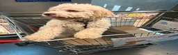 Lagotto cani in vendita: Lagotto Romagnolo  a Provincia di Vicenza - Annuncio 3
