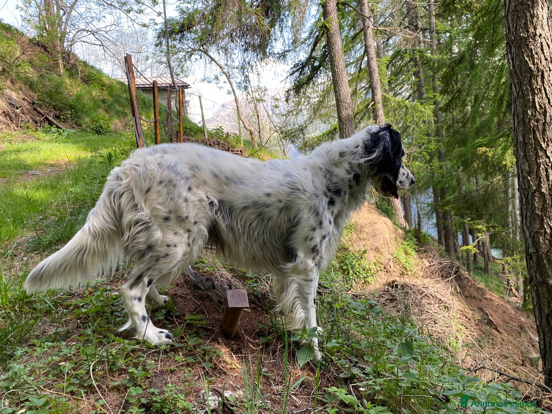 Setter Inglese cani in regalo: Setter inglese in regalo  - Annuncio 3