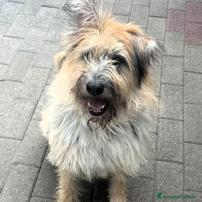 Meticcio cani SPANK SPERA DI TROVARE UNA CASA - Annuncio 27