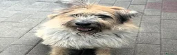 Meticcio cani in regalo: SPANK SPERA DI TROVARE UNA CASA - Annuncio 1