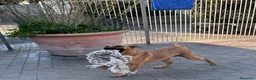 Meticcio cani in regalo: ARGO CERCA CASA - Annuncio 12