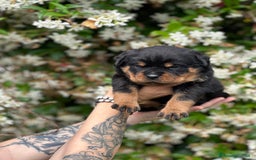 Rottweiler cani in vendita: Cuccioli maschi ROTTWEILER  a Metropolitan City of Turin - Immagine 18