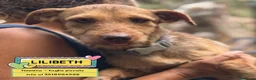 Meticcio cani in regalo: Lilibeth cagnolina taglia piccola in adozione - Annuncio 1