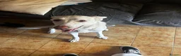 Meticcio cani in regalo: Femmina cerca nuova casa a Provincia di Vicenza - Annuncio 5