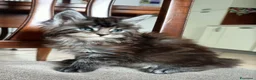 Maine Coon gatti in vendita: Maine coon - Annuncio 7
