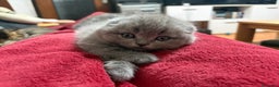 Scottish gatti in vendita: Gattini Scottish fold/straight - Annuncio 2