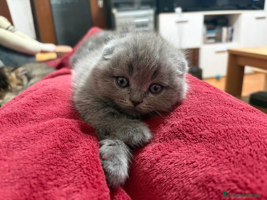 Scottish gatti in vendita: Gattini Scottish fold/straight - Annuncio 2